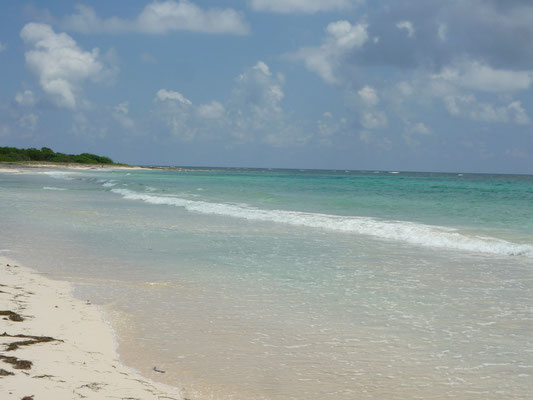 Mammee Bay Beach Clean Up One For Jamaica E V