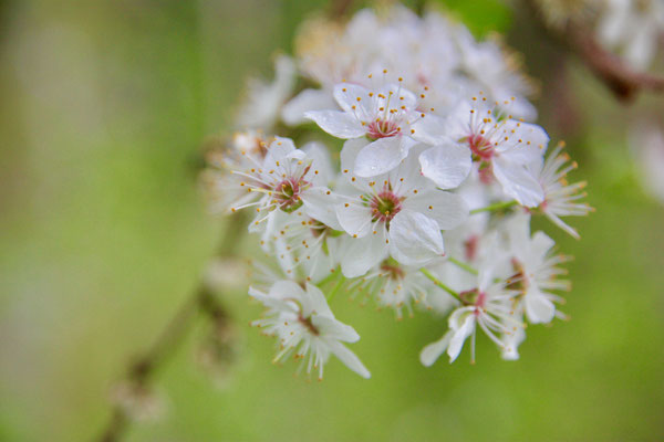 36 Gewöhnliche Traubenkirschenblüte