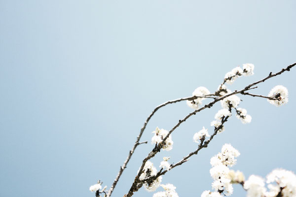 172 Apfelblüten