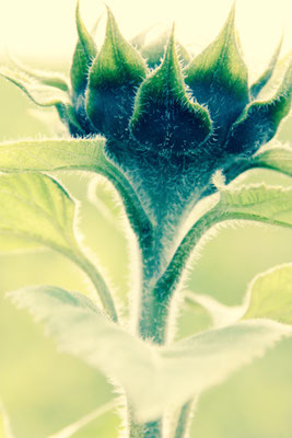  65 Sonnenblume, Gottesauge, Goldblume, Sonnenkrone, Sunnstern