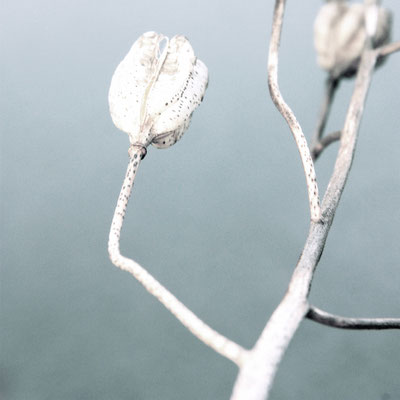 17 Samenkapseln der Schachblume
