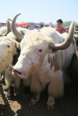 Un yak qui serait mieux dans sa montagne