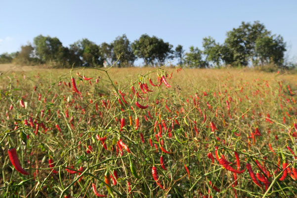 Champs de piment