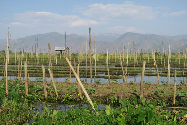 Jardin flottant sur le lac Inle