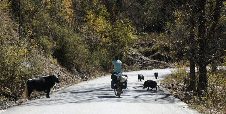 Après les yaks, les cochons (ça fait presque le même bruit :)