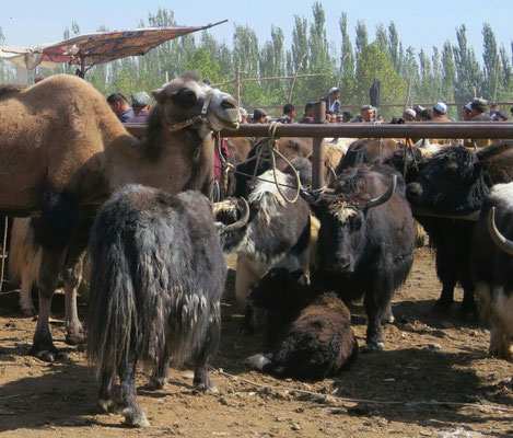 Au rayon des chameaux et des yaks