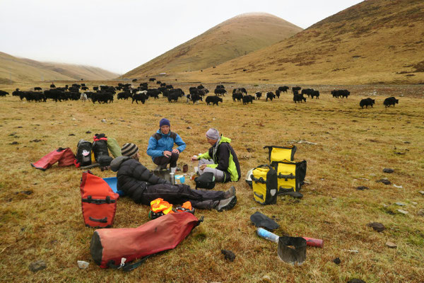 Au pied de notre premier col Tibetain, les yaks nous rendent visite pour le petit dej'