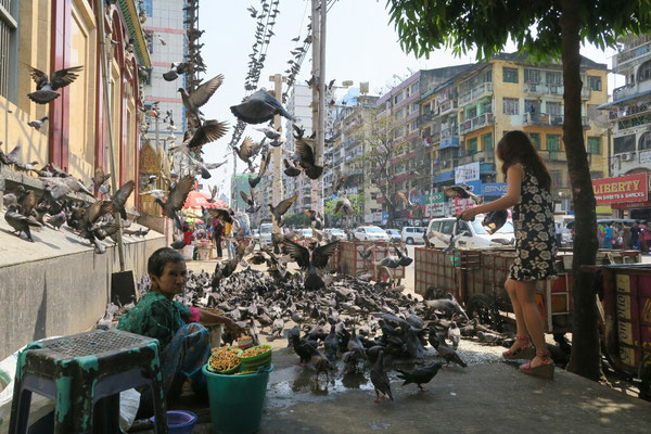 Des pigeons!