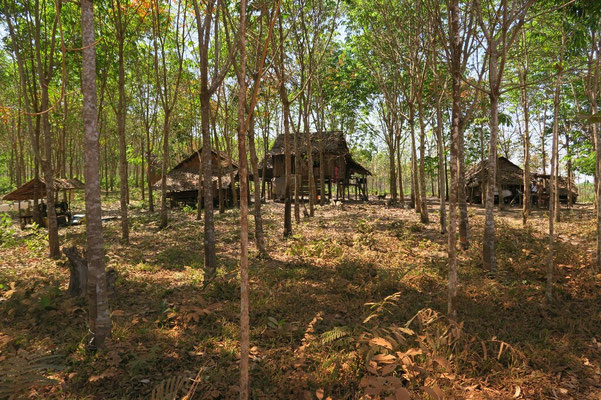 Plantation d'heveas