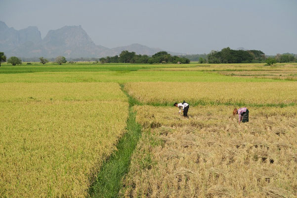 Travail dans les rizières près de Hpa An