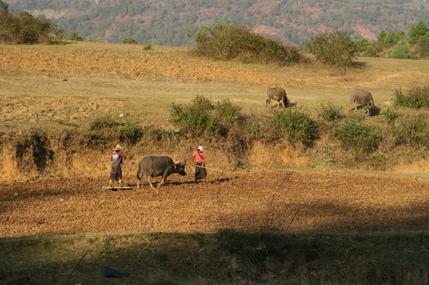 Travaux dans les champs à l'aide des buffles : pas grand chose n'est mécanisé...