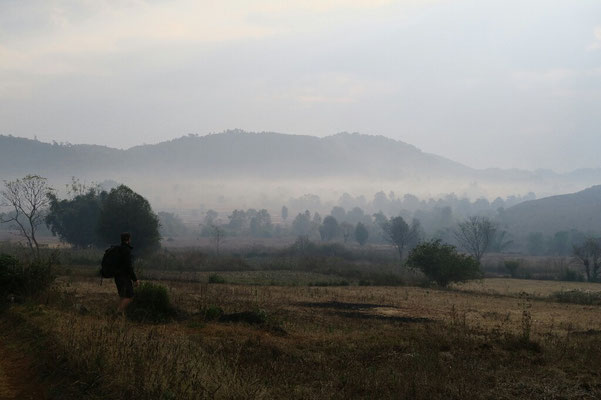 Brume matinale