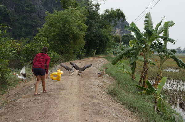 ... et même les oies - Baie d'Halong terrestre, Vietnam