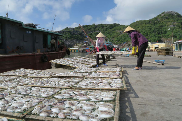 Les poulpes fraîchement pêchés sèchent au soleil