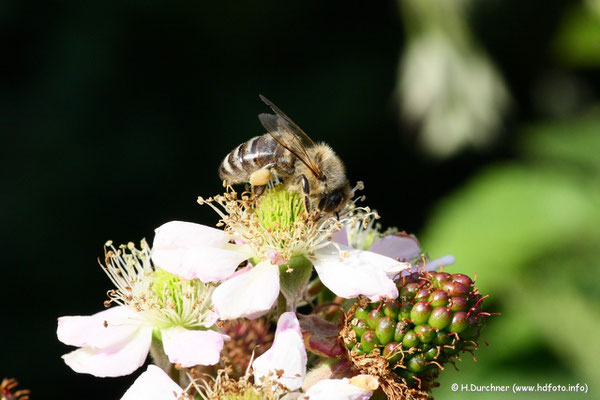 Biene auf Brombeerblüte