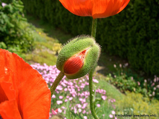 Klatschmohnknospe (Papaver rhoeas)