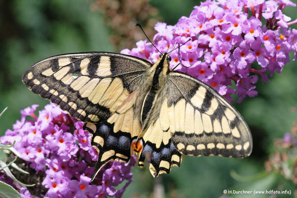 Schwalbenschwanz (Papilio machaon)