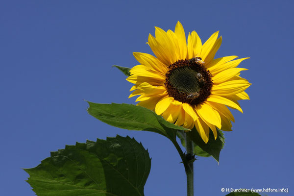 Sonnenblume mit Bienen