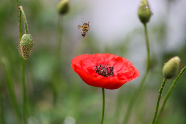 Biene beim Anflug auf Mohnblume