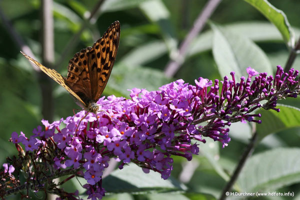 Schmetterling auf Sommerflieder