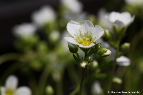 Weiße Blüte