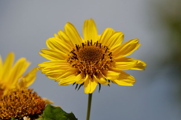 Sonnenblume