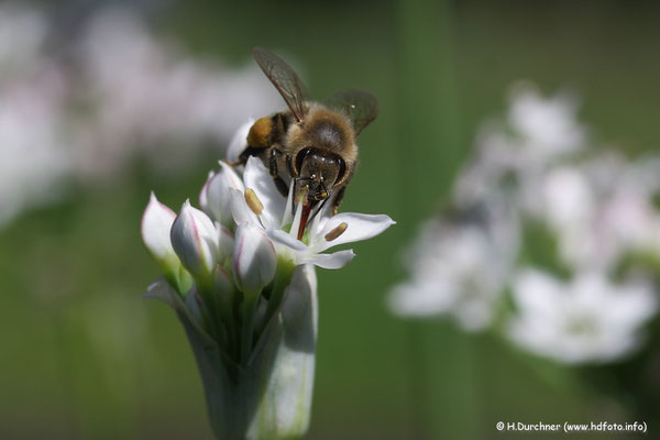 Biene auf Blüte