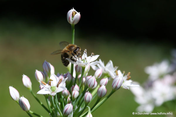 Biene auf Blüte