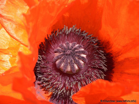 Klatschmohnblüte offen (Papaver rhoeas)