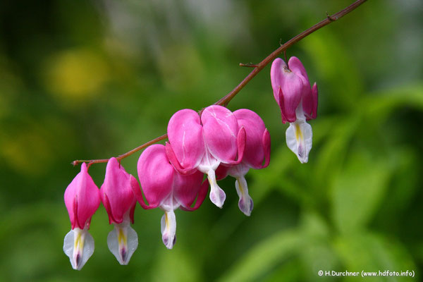 Tränendes Herz (Dicentra spectabilis)