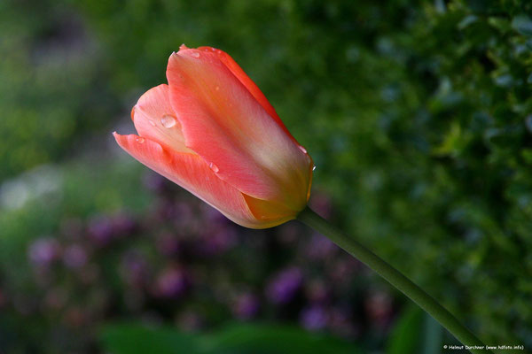 Tulpe