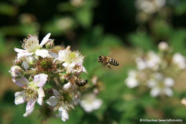 Biene im Anflug auf Brombeerblüte