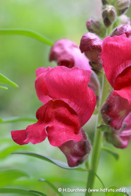 Großes Löwenmaul (Antirrhinum majus)