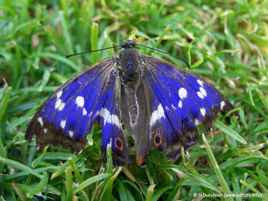 Schmetterling