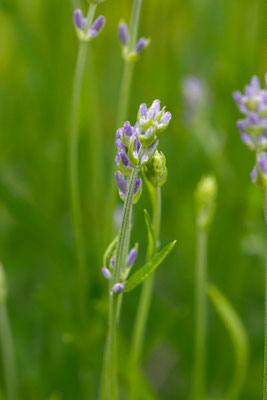 Lavendel