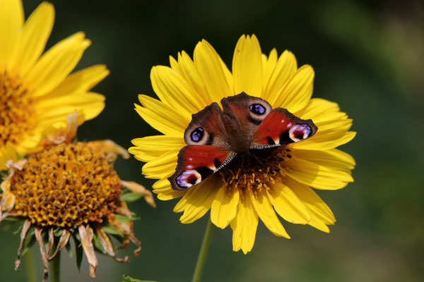 Tagpfauenauge auf Sonnenblume