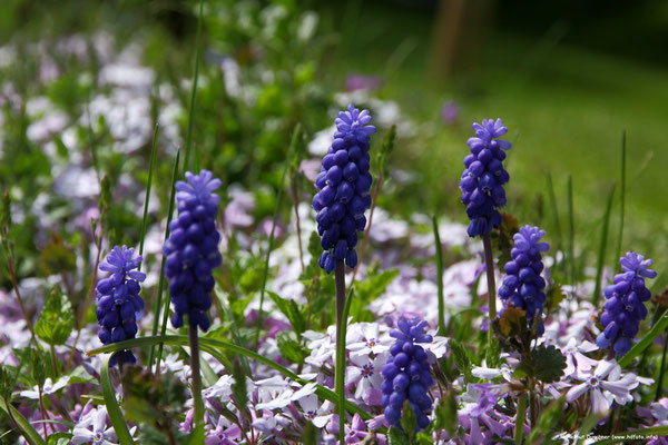 Frühlingsblume