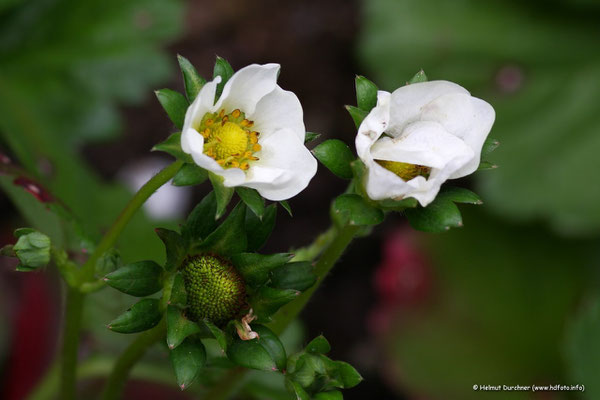 Erdbeerblüten