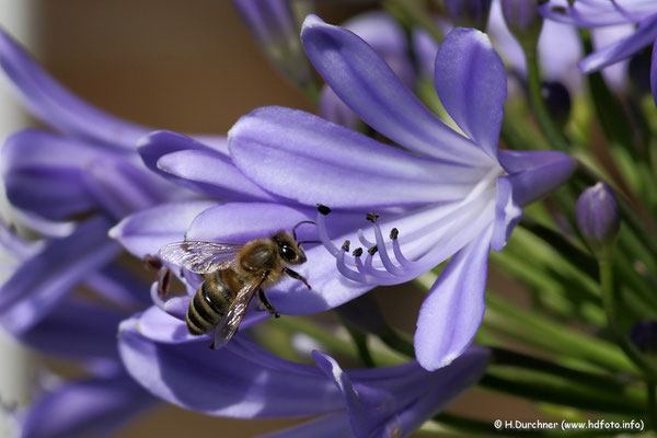 Biene auf Blüte