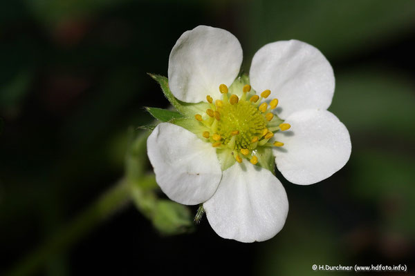 Weiße Blüte