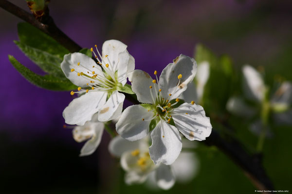 Kirschblüten