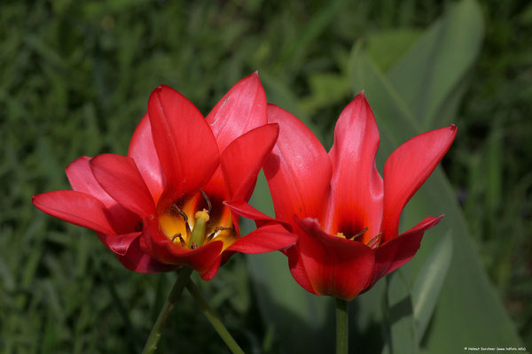 Tulpen