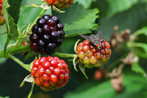 Fliege auf Brombeere