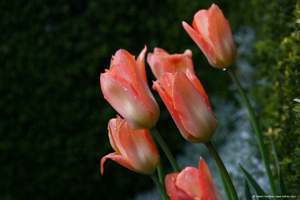 Tulpen