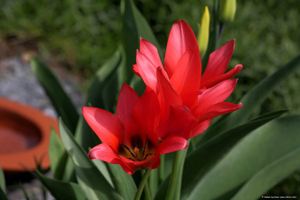 Tulpen