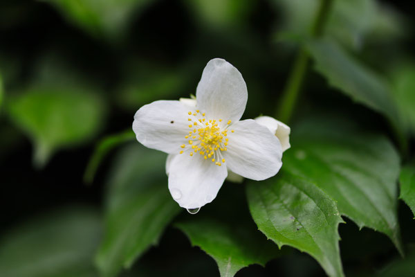 Jasminblüte