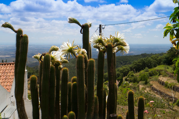 Serra de Monchique