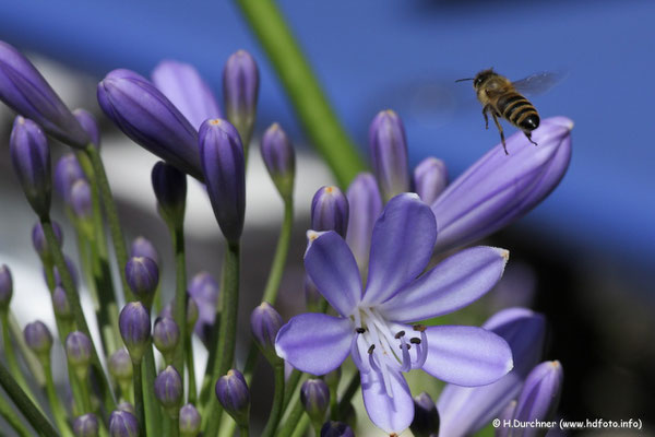 Biene im Anflug auf Blüte