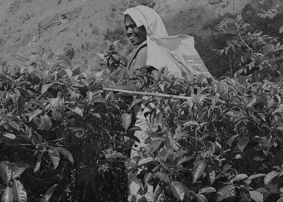 Die Teepflückerin von Ella, Srilanka 