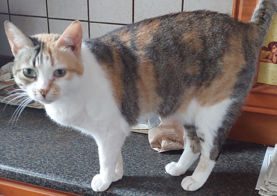 Ernhrungshinweise - Tiere in Not Warnemnde e.V.